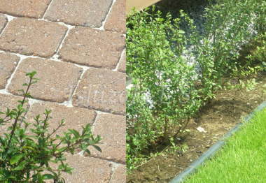 サーモンベージュの舗装材と植栽、芝、エッジ