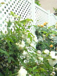 トレリスフェンスで可憐なバラの庭に　柏市Ｔ邸